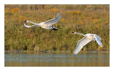 Trumpeter Swan