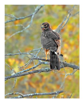 Northern Harrier