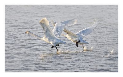 Trumpeter Swan