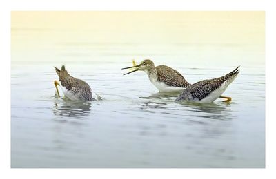 Greater Yellowlegs
