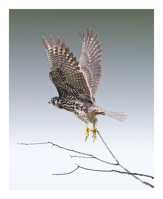 Peregrine Falcon