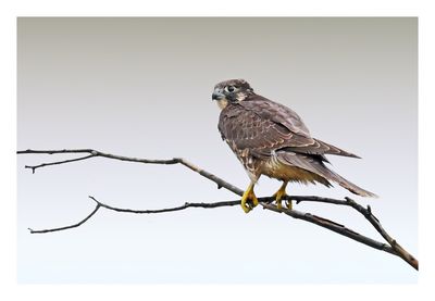 Peregrine Falcon