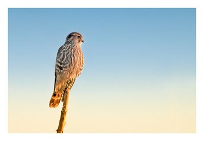 Merlin