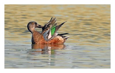 Northern Shoveler