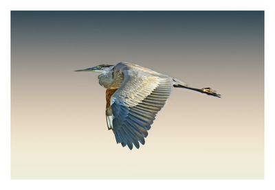 Great Blue Heron