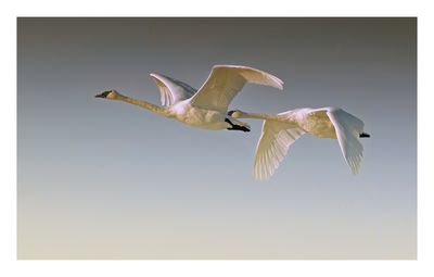 Trumpeter Swan