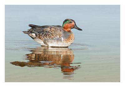 Green-winged Teal