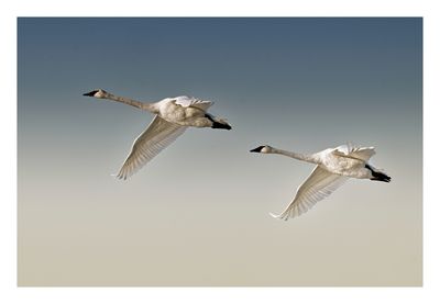 Trumpeter Swan