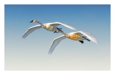 Trumpeter Swan