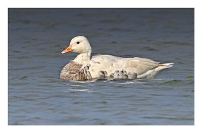 Xgoose