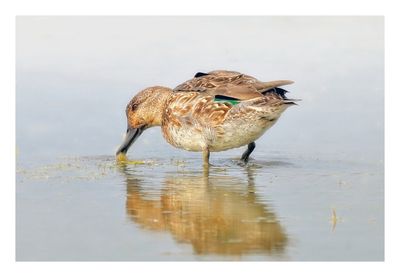 Green-winged Teal