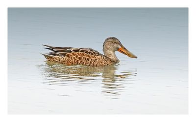 Northern Shoveler