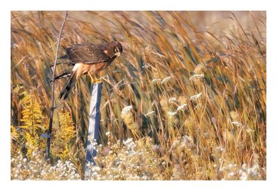 Northern Harrier