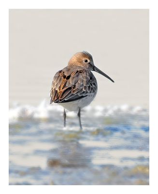 Dunlin