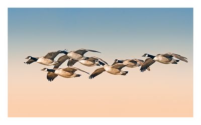 Canada Goose 