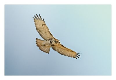 Red-tailed Hawk