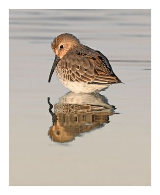 Dunlin