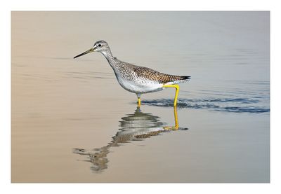 Greater Yellowlegs