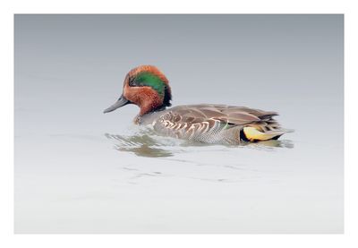 Green-winged Teal