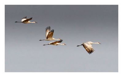 Sandhill Crane