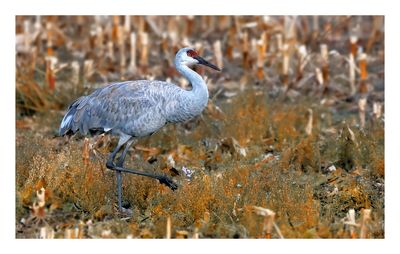 Sandhill Crane