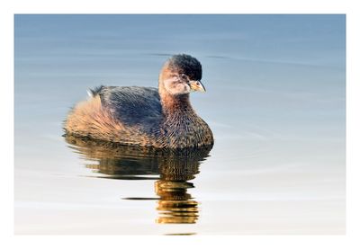 Pied-billed Grebe