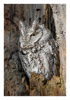Eastern Screech Owl
