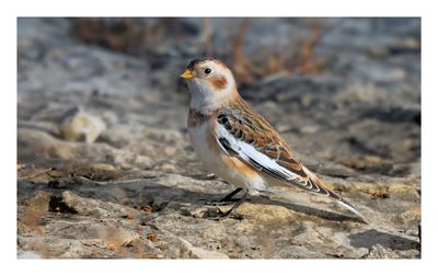 Snow Bunting