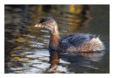 Pied-billed Grebe