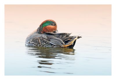 Green-winged Teal