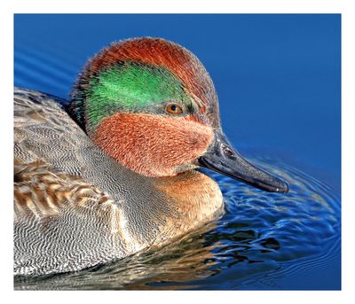 Green-winged Teal