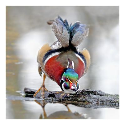 Wood Duck