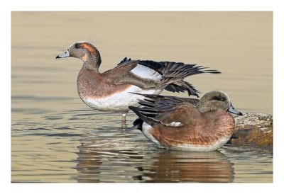 American Wigeons