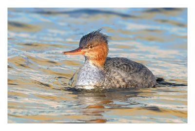Red-breasted Merganser