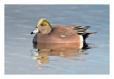 American Wigeon