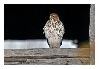 Coopers Hawk