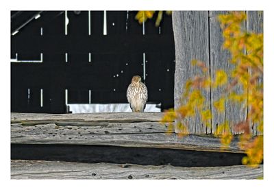 Coopers Hawk
