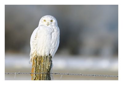 Snowy Owl