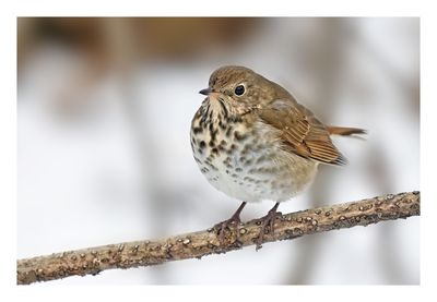 Hermit Thrush