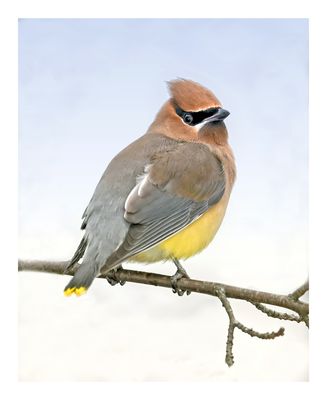 Cedar Waxwing