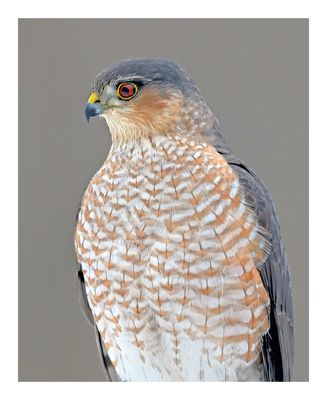 Sharp-shinned Hawk