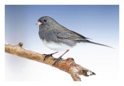 Dark-eyed Junco