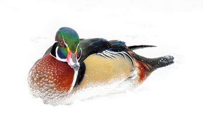 Wood Duck
