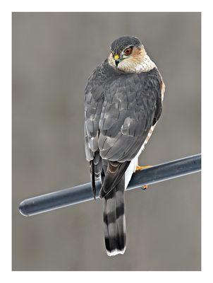 Sharp-shinned Hawk