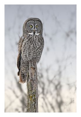 Great Gray Owl