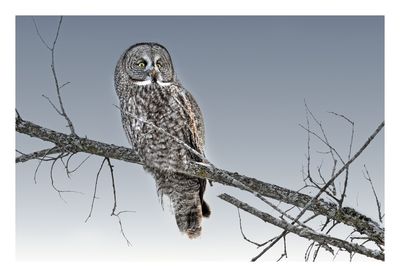 Great Gray Owl