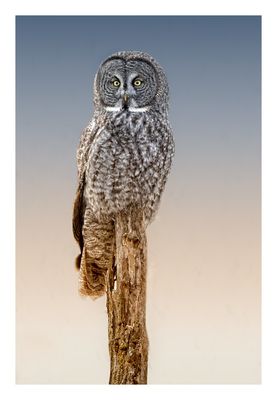 Great Gray Owl 