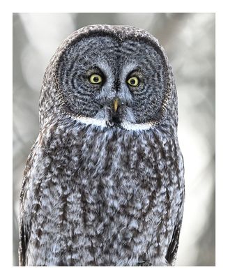 Great Gray Owl