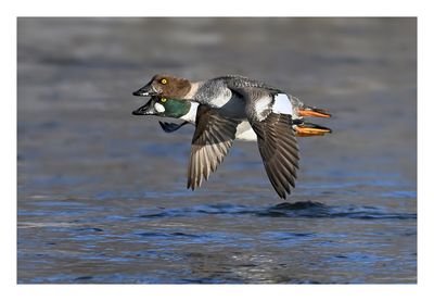 Common Goldeneye