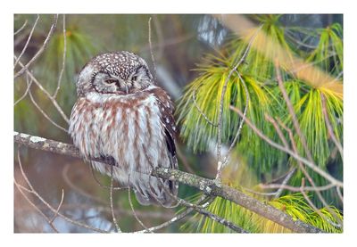 Boreal Owl